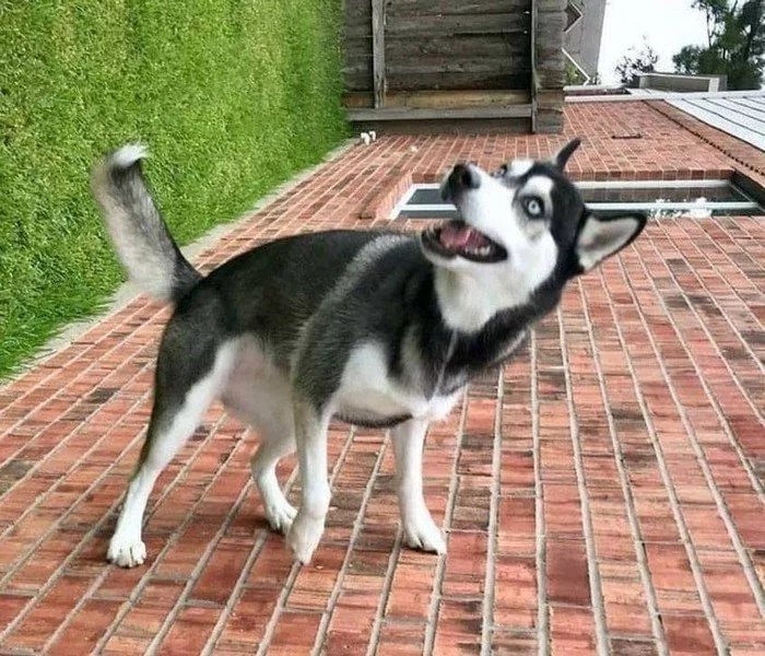 House-damaged dog! - Dog, Husky, Wall, House, Brickwork, Reddit