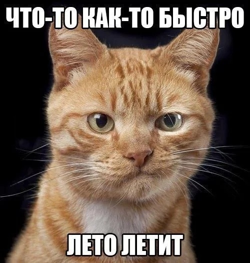 Лето - Лето, Пролетает, Кот