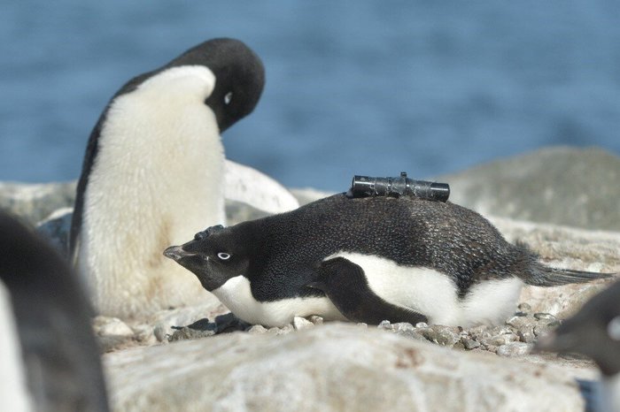 Tactical Penguin - Penguins, Optical sight, Weapon, Animals, Camera