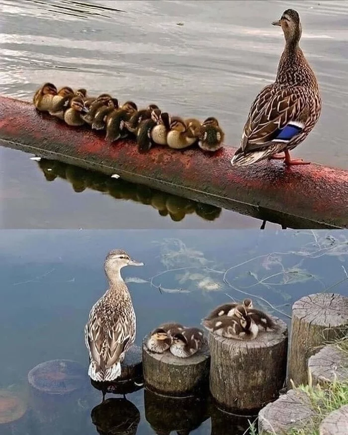 Встреча на рыбалке - Фотография, Животные, Птицы, Утка, Вода, Милота, Утята, Выводок