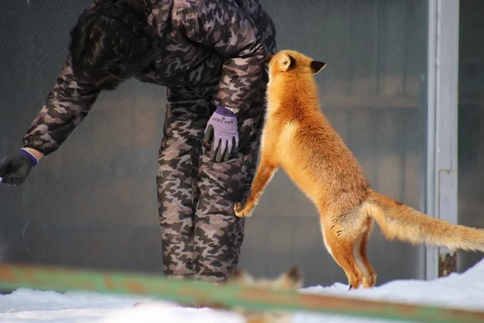 Give it, give it, give it! - Fox, Animals, Wild animals, The photo