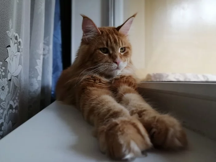 A serious guy - My, cat, Maine Coon, Redheads, Longpost, Paws