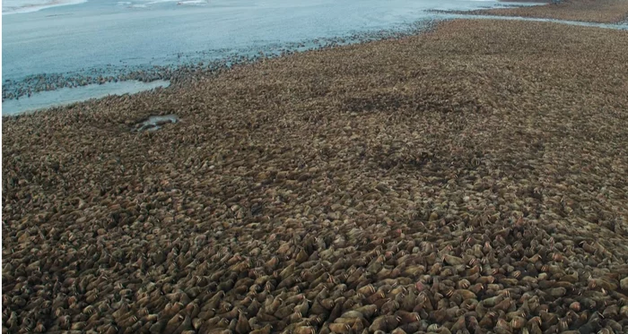 Sochi after quarantine is lifted - Sochi, Beach, Walruses, Nature, Quarantine, Animals