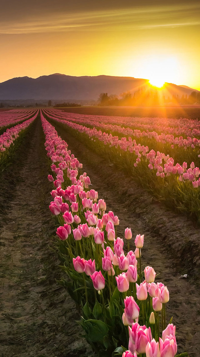 В погоне за счастьем