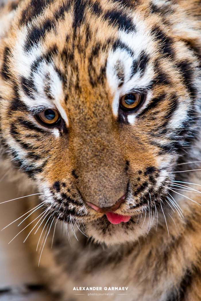 Tiger Cub - My, Tiger, Amur tiger, Animalistics, Siberia, The photo, Longpost, Animals