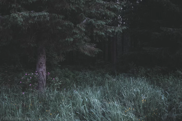 When the forest closes overhead - My, Hike, Summer, Taiga, Travel across Russia, North, Northern Ural, The photo, Beginning photographer, Longpost