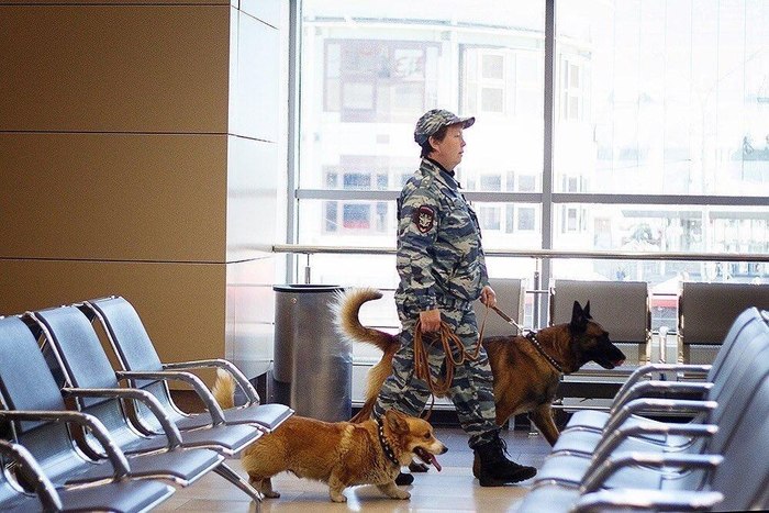 Единственный в России корги-полицейский ушёл на пенсию Собака, Полиция, Корги, Пенсия, Длиннопост