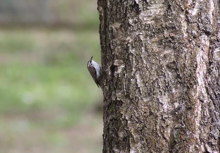 Pika and nuthatch: life side by side without rivalry - My, Birds, Bird watching, Pika, Nuthatch, Nature, Longpost