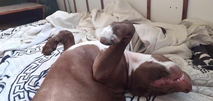 У пёселя меняются зубки