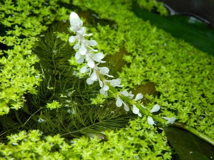 Flowers in an aquarium - My, Aquarium plants, Freshwater aquarium, Aquarium, Longpost