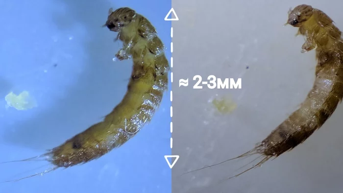Help identify which larva this is - My, Larva, Entomology, League of detectives, League of biologists, Who is this?, Longpost