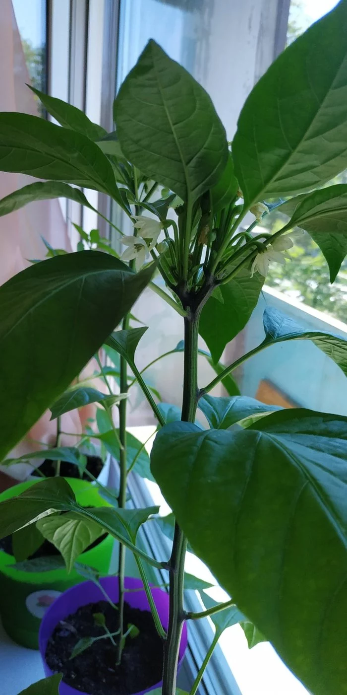 Help me identify the variety - My, Pepper, Hot peppers, Vegetable garden on the windowsill, Longpost