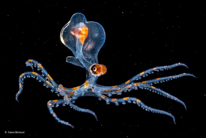 This cosmic creature is just a small octopus 2 cm wide! - Octopus, Young, Transparency, Deep sea, Tentacles, Amazing, Reddit