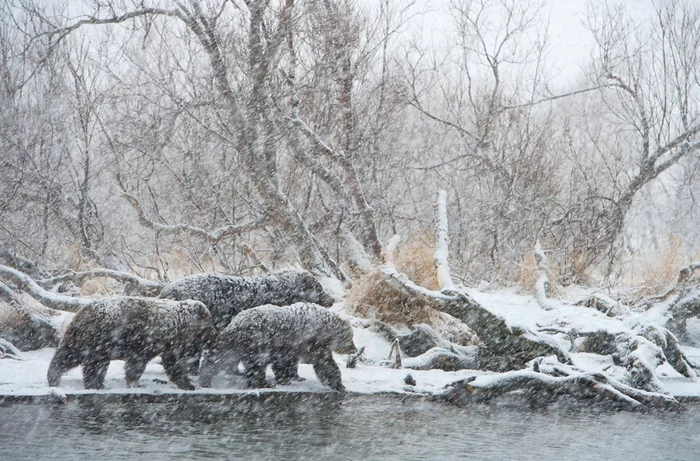 Before hibernation... - The Bears, Brown bears, Young, November, Snowfall, Kamchatka, Reserves and sanctuaries, The national geographic