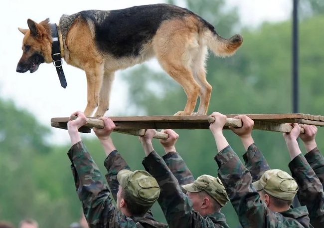 Служебная собака