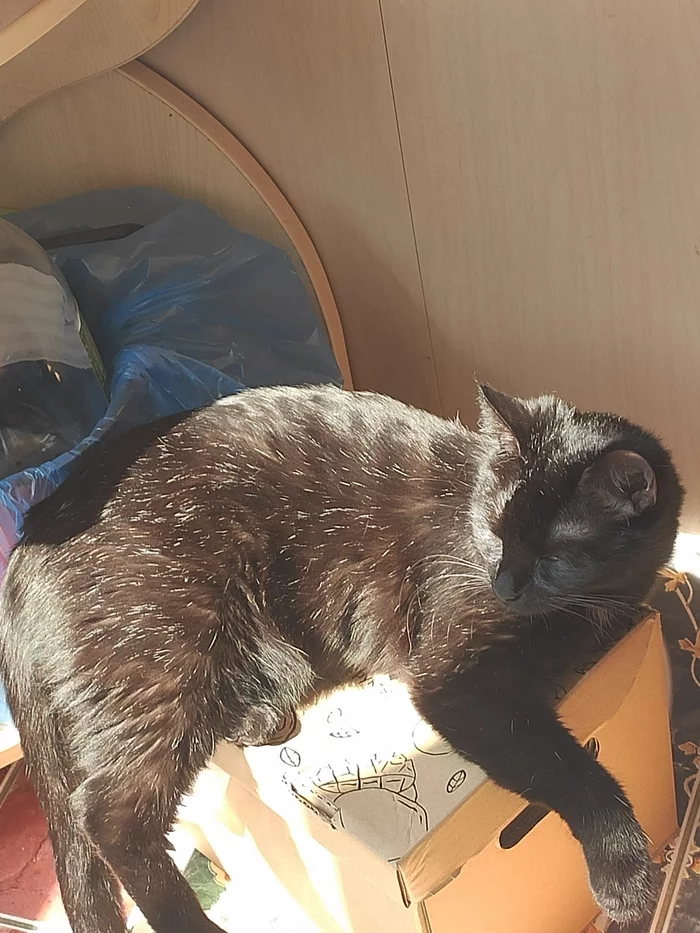 Not a kitty, but space - My, cat, Balcony, Longpost