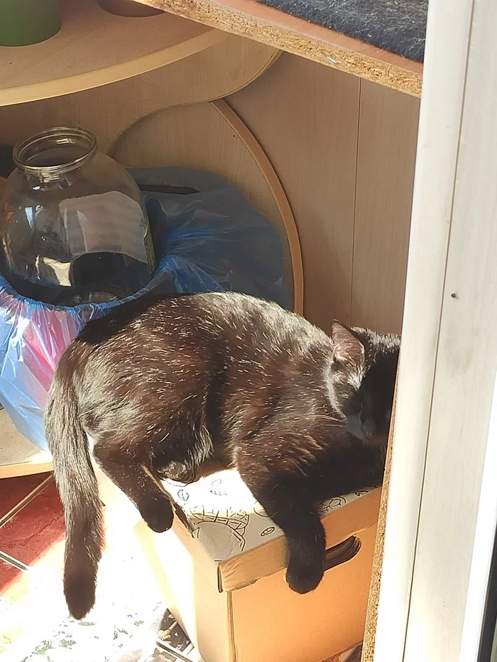 Not a kitty, but space - My, cat, Balcony, Longpost