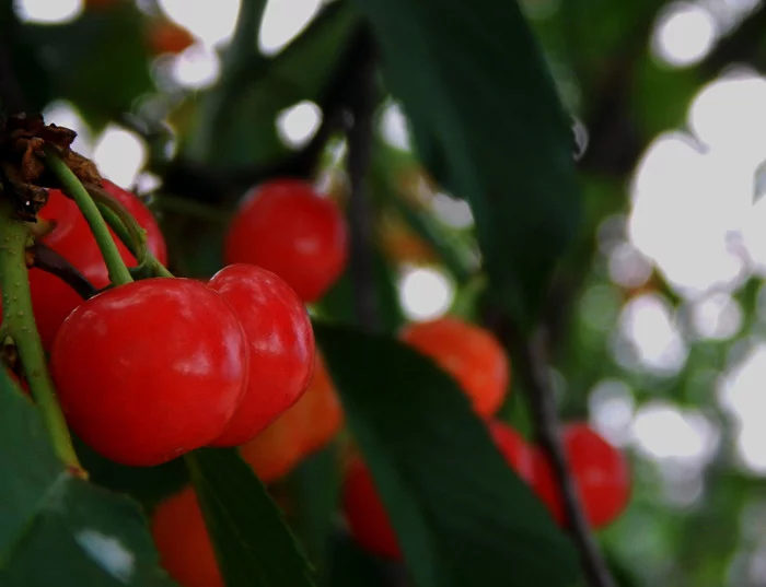 Cherries - My, The photo, Cherries, Berries