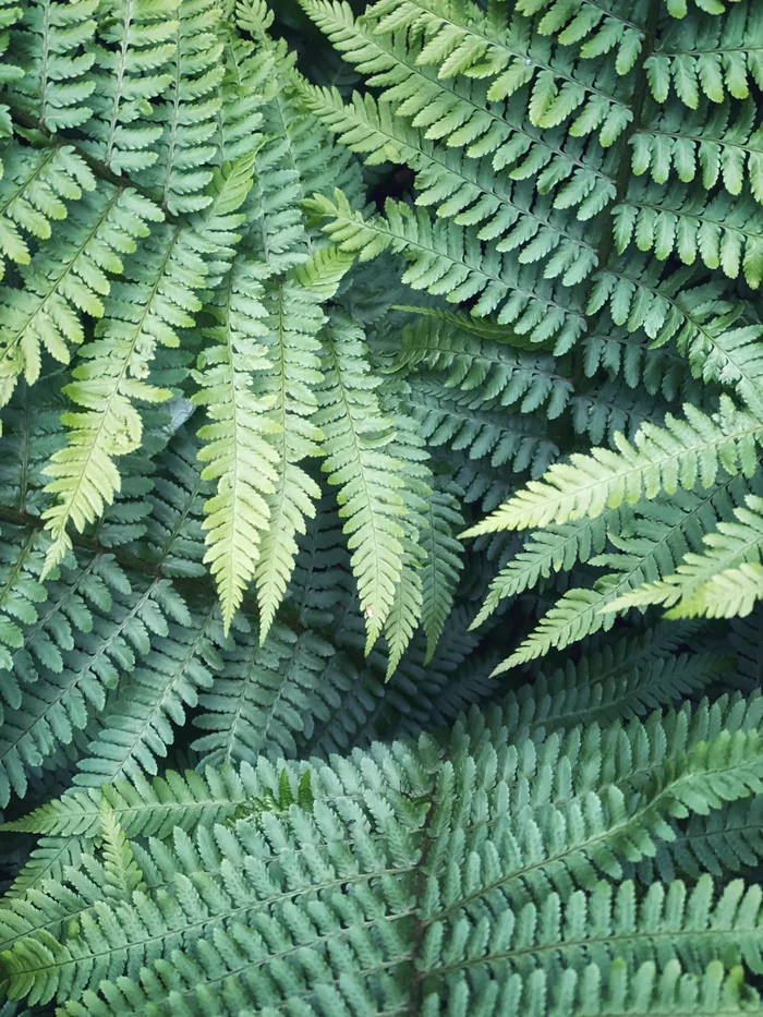 Fast of rest for the soul - My, Flowers, Nature, Mobile photography, Fern, Dew, beauty, Buttercup, Apple tree, Longpost