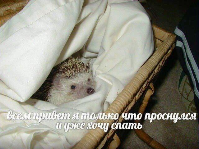 Hello - Dream, Hedgehog