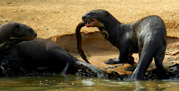 Fear and Terror of the Amazon - My, Otter, Animals, wildlife, Nature, Zoology, League of biologists, Longpost