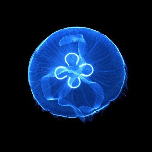 Well, very beautiful jellyfish - My, The science, The photo, Biology, Ocean, Jellyfish