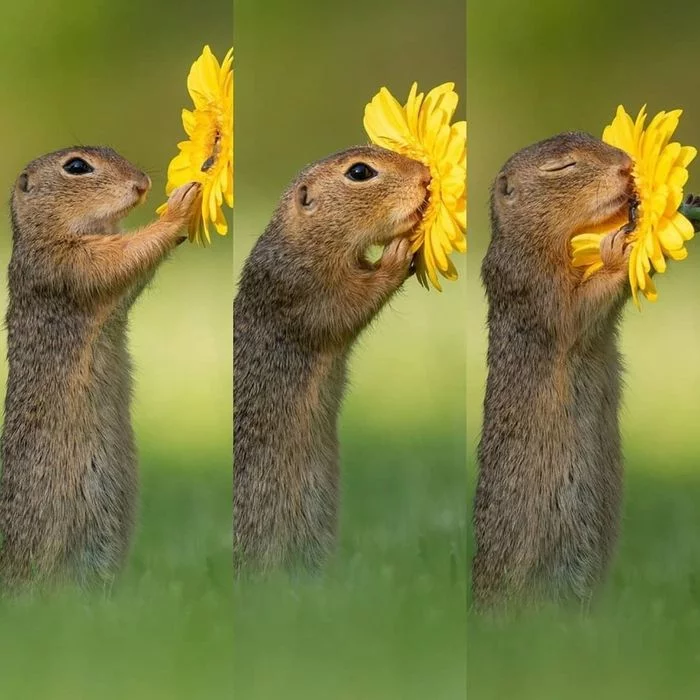 Oh, flower! - Flowers, Milota, The photo, Nature, Animals, Prairie dogs, Dandelion