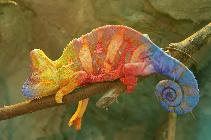 Chameleons never change their color depending on the surrounding background. - Chameleon, Interesting, Facts