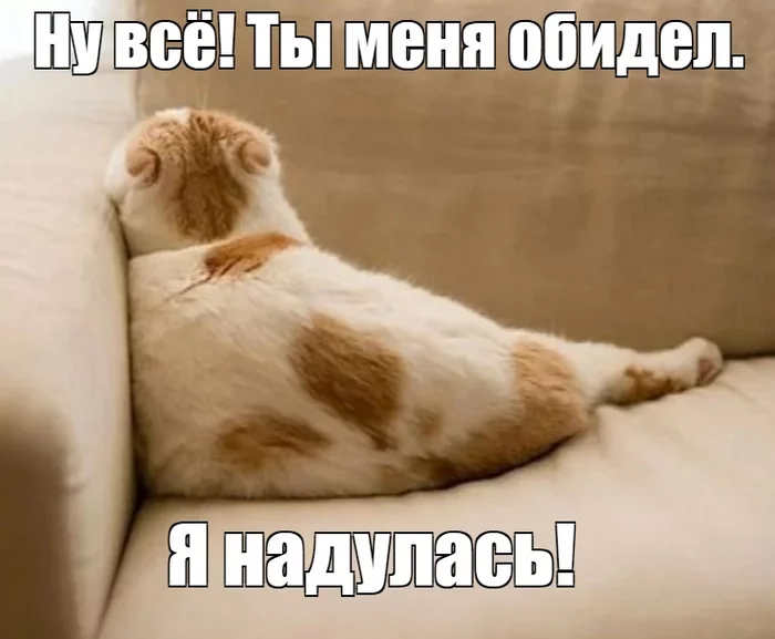 Pouting - cat, Humor, Picture with text, Memes, Longpost, Joke, Dialog, Understanding cat