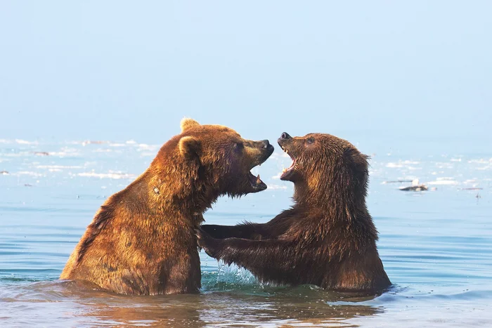 Bear love... - Bear, Brown bears, Mating games, Kamchatka, , Kuril lake, The national geographic, The Bears, Reserves and sanctuaries