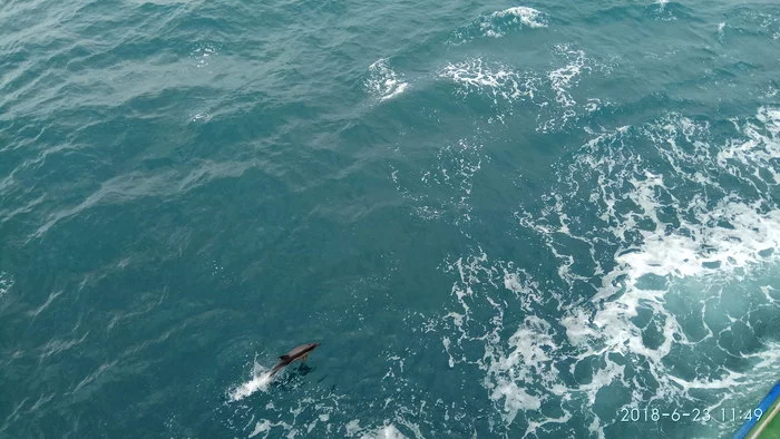 A little bit of intelligence from the Black Sea - My, Dolphin, Work, Ship, Nature, Sea, Video, Longpost