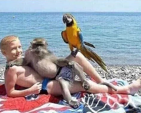 It is not clear who is taking pictures with whom. - The photo, Monkey, A parrot, Accordion, Repeat