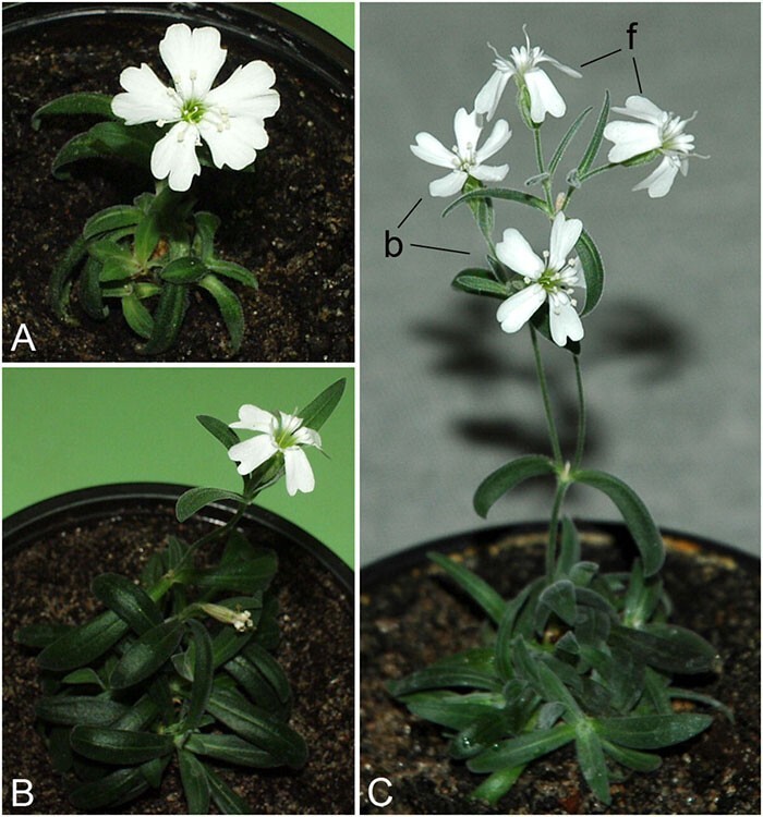 Russian scientists have germinated seeds that are 32,000 years old - Longpost, Seeds, Scientists, Russian scientists, Russia, Austria