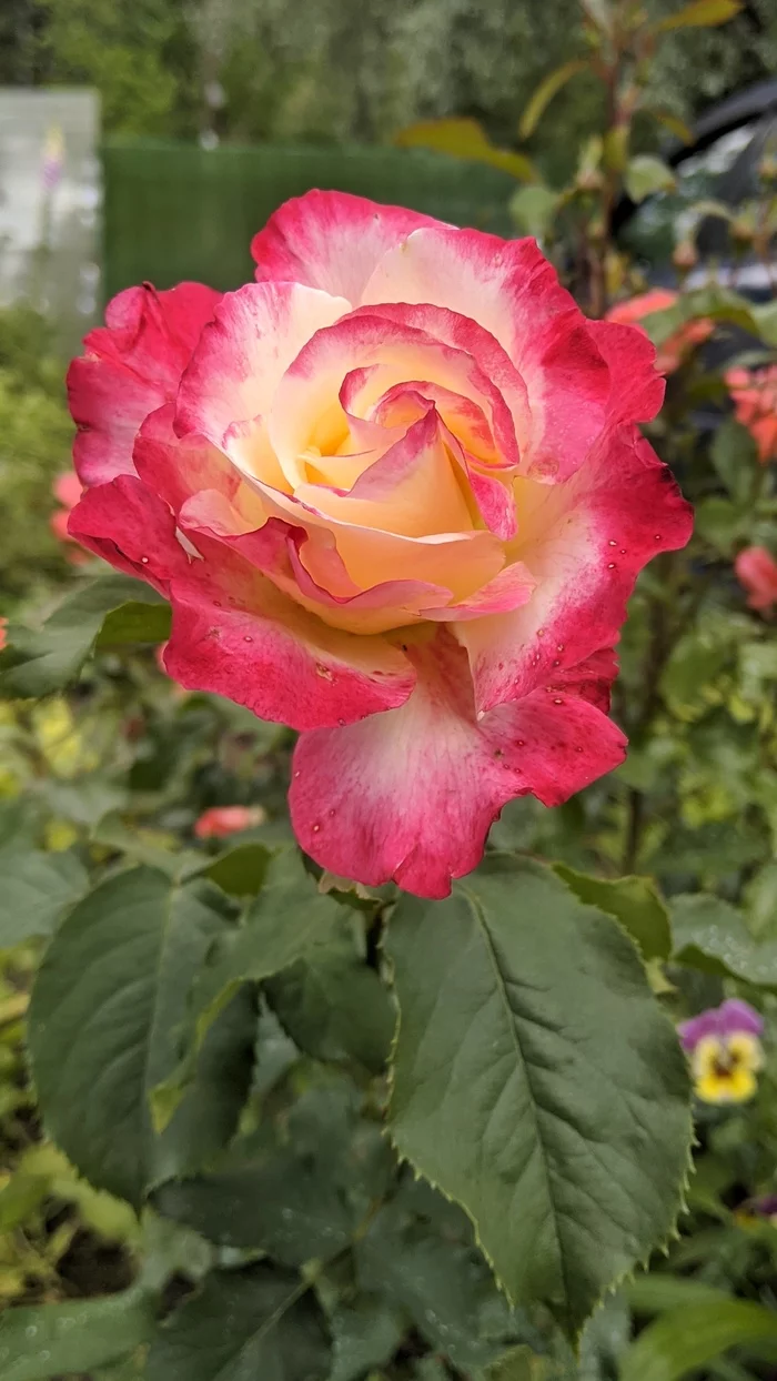 Flowers (Nokia_7_plus Gcam) - My, Mobile photography, the Rose, cat, Dacha, Longpost, Flowers