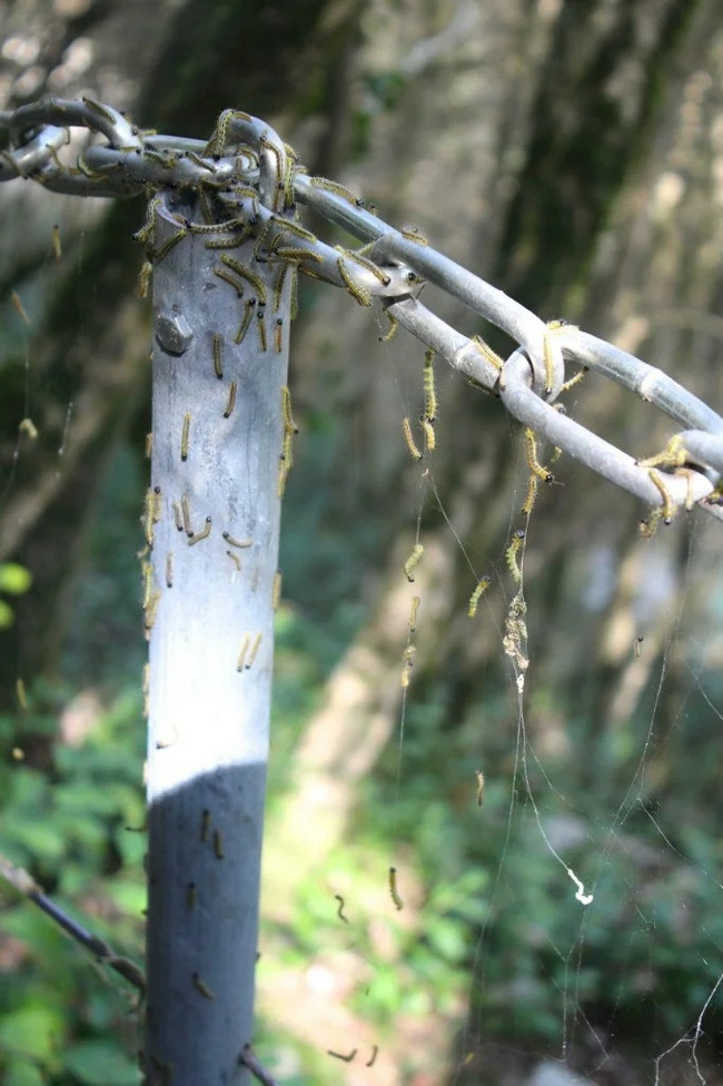 Wild boxwood is dying out... - My, Cat_cat, Story, Ecology, Forest, Extinction, Longpost