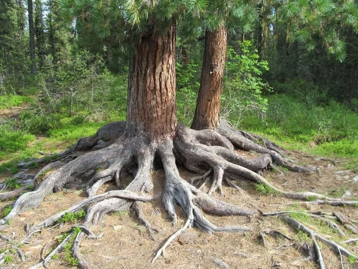 The tree rots from the roots... - My, Russia, Power, Fish rotting from the head, Mat