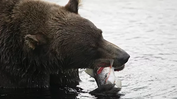 The bear gastronomic race begins) - The Bears, Brown bears, Kamchatka, Kronotsky Reserve, High-fat diet, Wild animals, Kuril lake