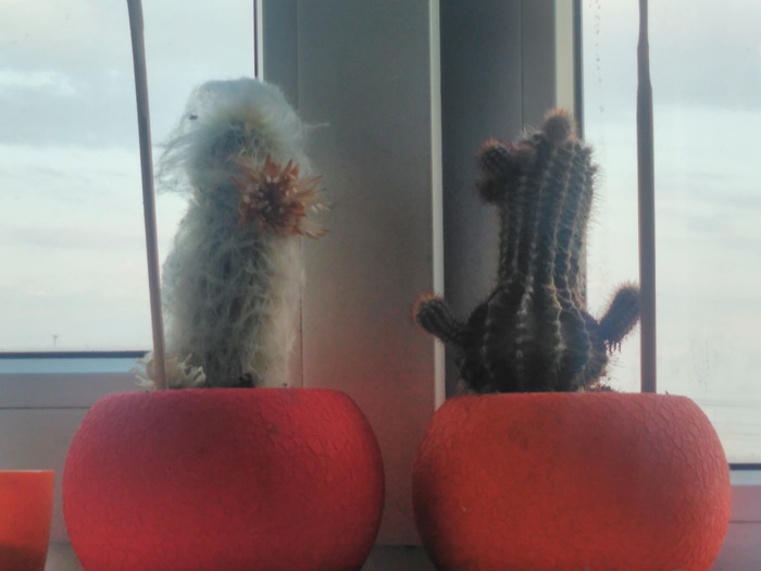 Свадьба Кактусов