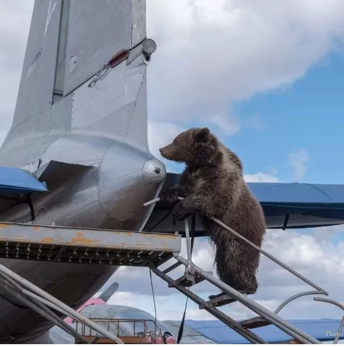 Bear Mansour and primate - Mansur Bear, Oddities, Video, Longpost, Animals