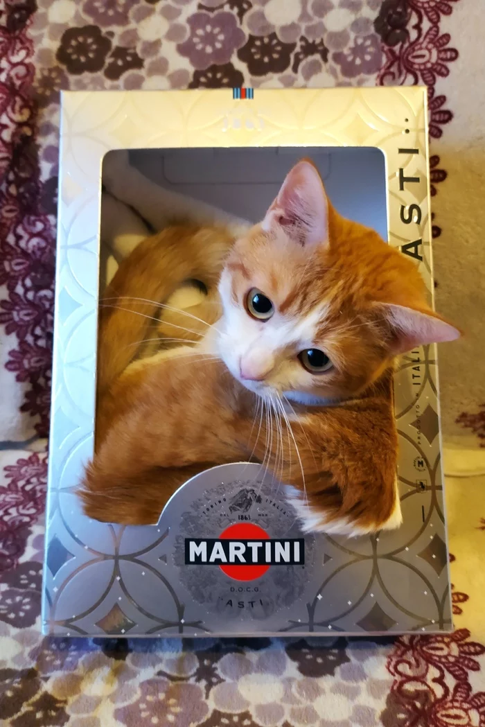 Cotini - My, cat, Martini, Box and cat, Summer, Hot