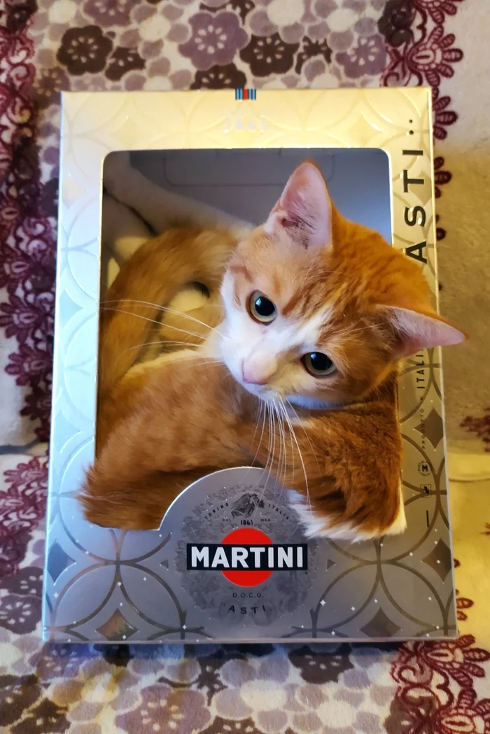 Cotini - My, cat, Martini, Box and cat, Summer