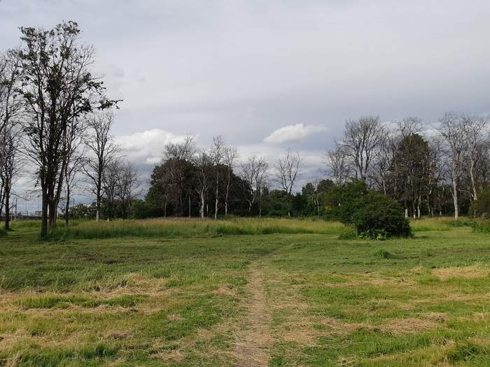 Aviator Park. July 7, 2020. St. Petersburg - My, Aviators' Park, The park, Tree, Pond, Saint Petersburg, The photo, Video, Longpost