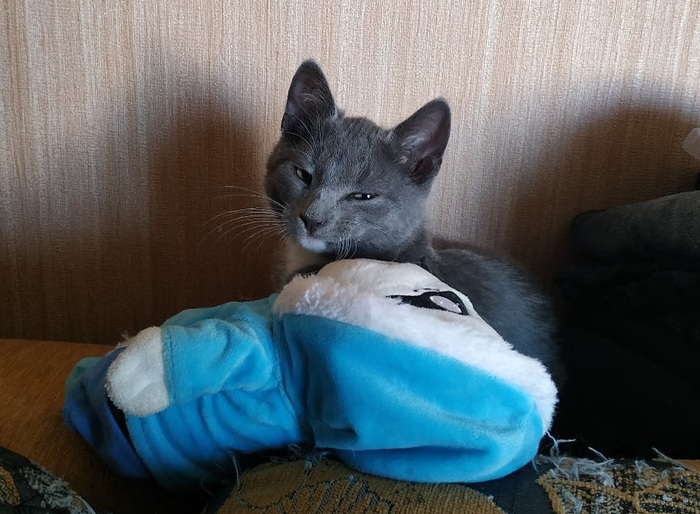 Ïðîäîëæåíèå ïîñòà «Êîò ðóññêèé äåðåâåíñêèé, Ìîñêâà» Êîò, Êîòÿòà, Â äîáðûå ðóêè, Ìîñêâà, Ìèëîòà, Áåç ðåéòèíãà, Îòâåò íà ïîñò