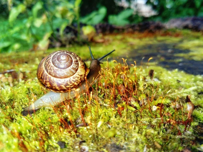 What we usually don't notice under our feet - My, Macro photography, Snail, Moss, Mushrooms, Mobile photography, Longpost