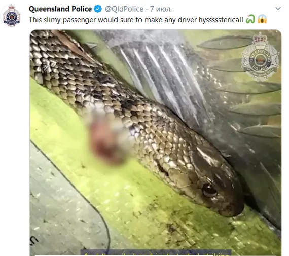 The driver fought with a poisonous snake while driving - Text, Fast, Video, Driver, Snake, news, Screenshot, Australia