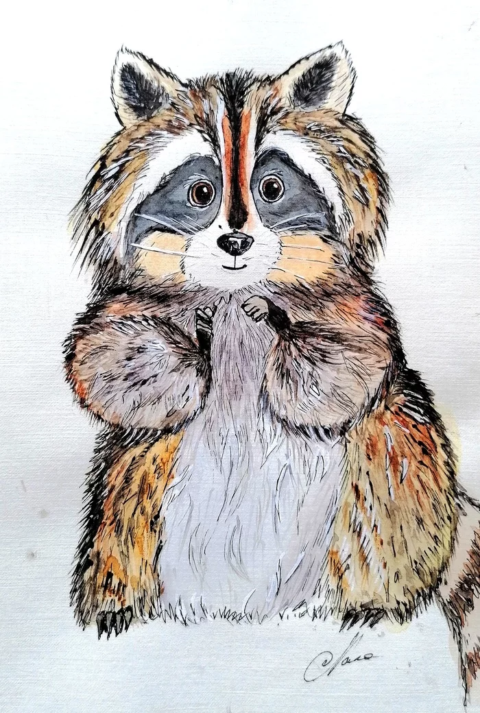 Enotio - My, Raccoon, Sketch, Drawing, Watercolor