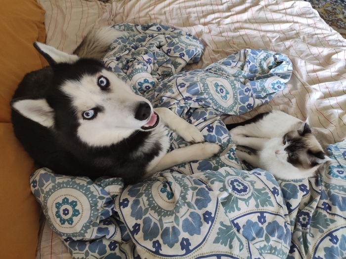 ������������� ����������� �� ������