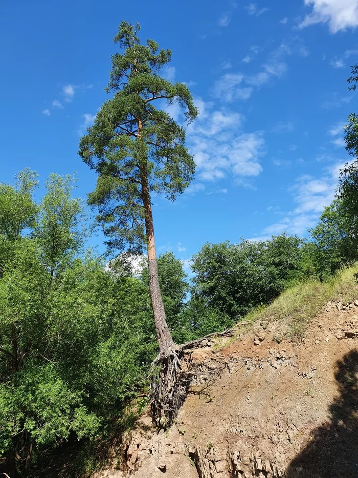 Hold on, hold on with all your might - My, Pine, Tree of Life, Longpost