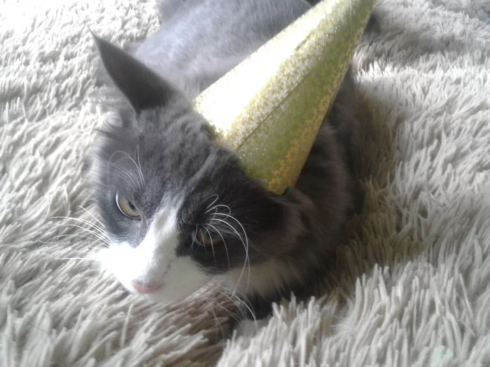 Jam Day - My, Birthday, cat, Longpost
