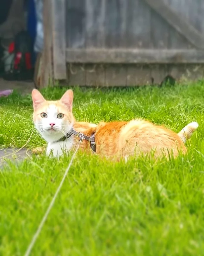 Just a red cat in a ribbon - My, cat, Tikhon, Walking, Village, Redheads